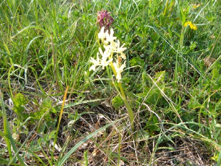 Orchidee della Liguria occidentale